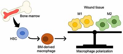 Bone Marrow-Derived Cells and Wound <mark class="highlighted">Age Estimation</mark>